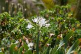 Pancratium canariense. Верхушка растения с соцветием. Испания, автономное сообщество Канарские о-ва, о-в Фуэртевентура, провинция Las Palmas, муниципалитет Pajara, пос. La Lajita, \"Оазис-Парк\", ботанический сад, reserva de plantas autoctonas, верхняя часть склона юго-восточной экспозиции. 08.06.2019.