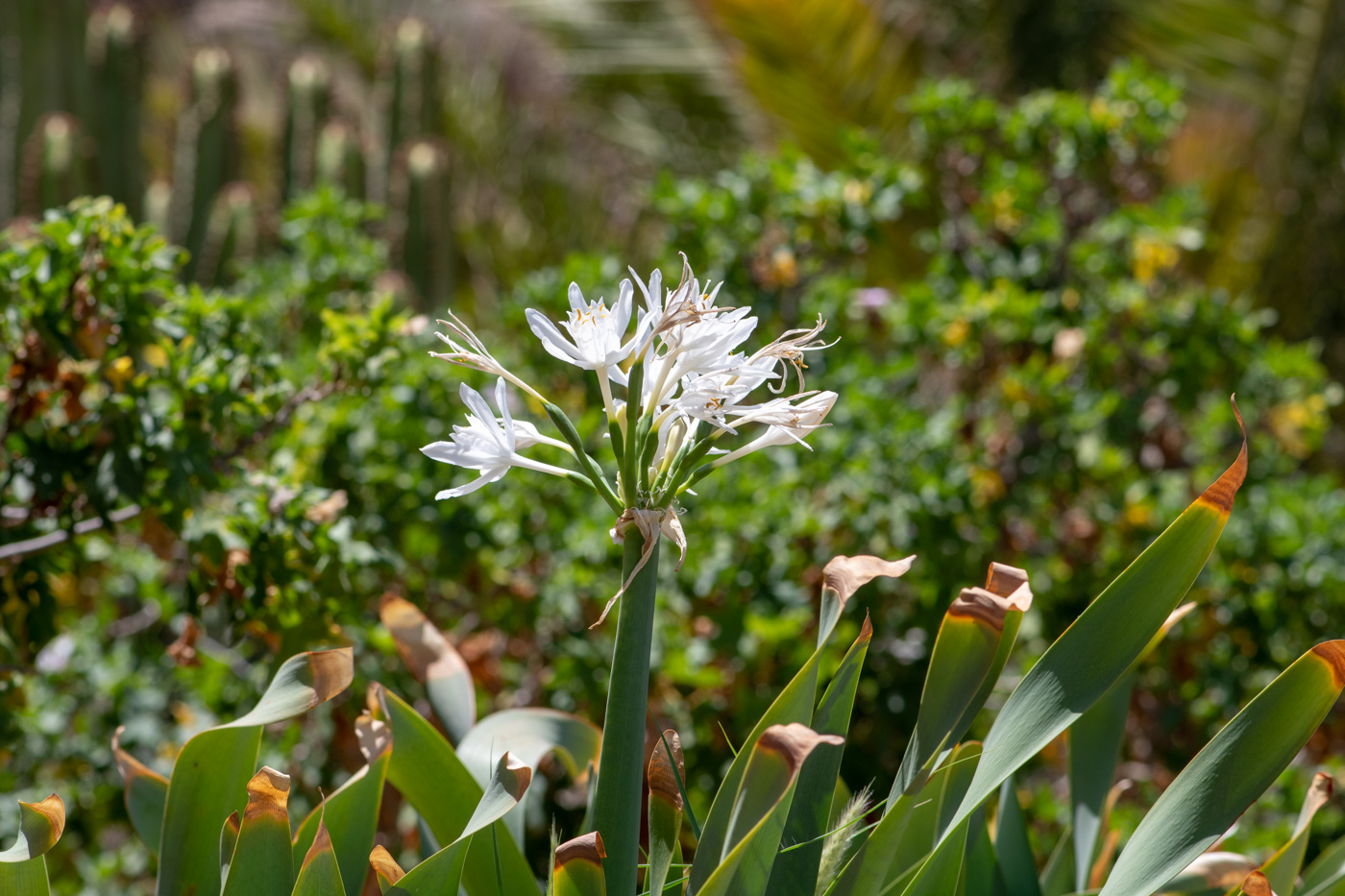 Изображение особи Pancratium canariense.