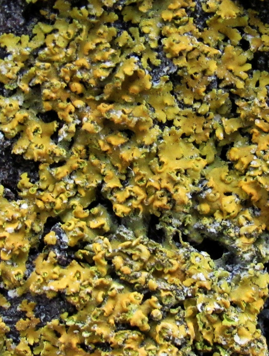 Image of Oxneria fallax specimen.