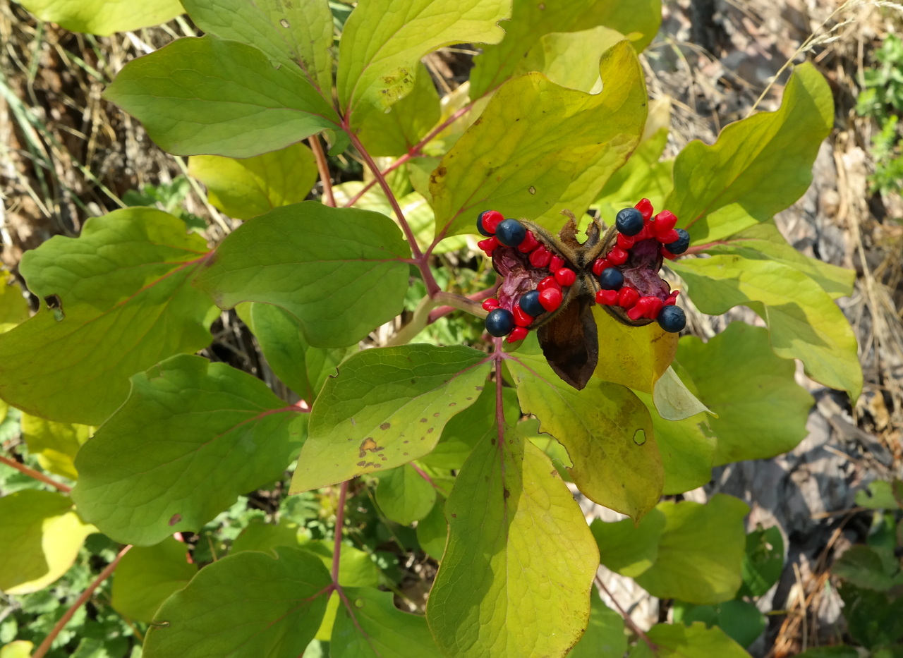 Изображение особи Paeonia daurica.