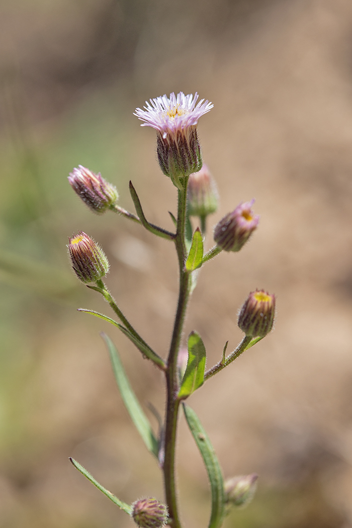 Image of Erigeron acris specimen.