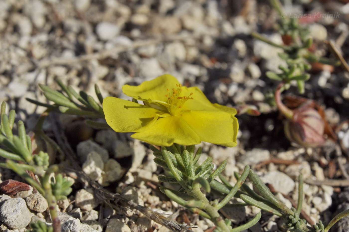 Image of Fumana procumbens specimen.
