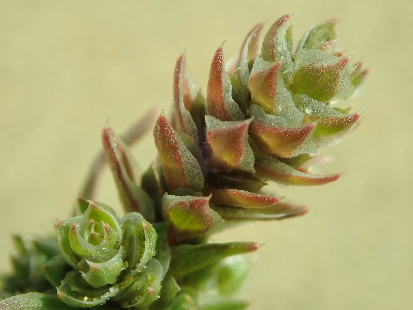 Image of Corispermum chinganicum specimen.