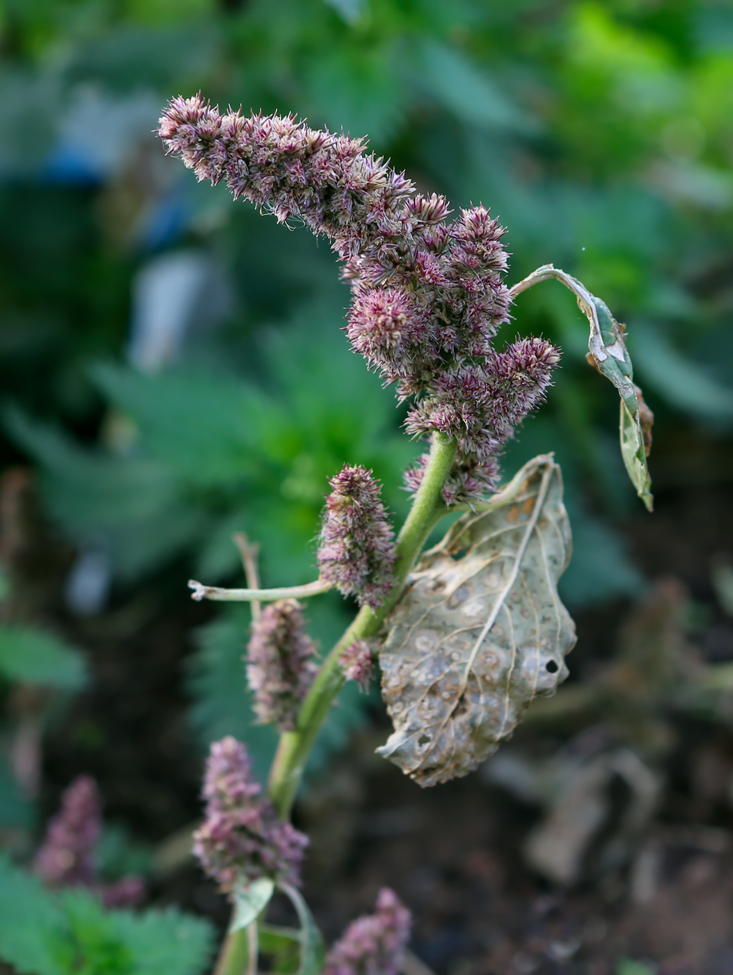 Изображение особи Amaranthus retroflexus.