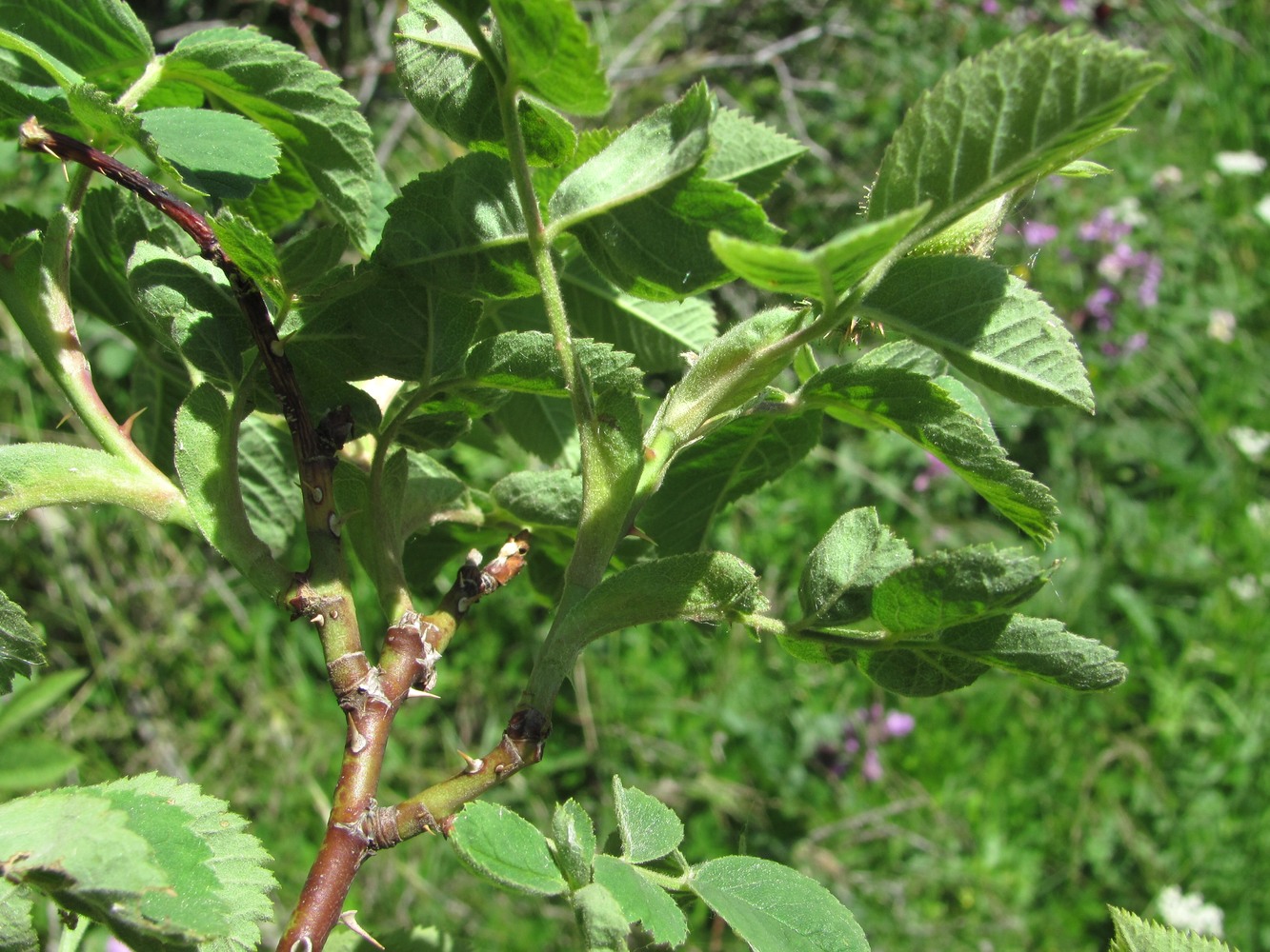 Image of genus Rosa specimen.