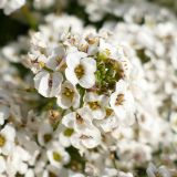 Lobularia maritima