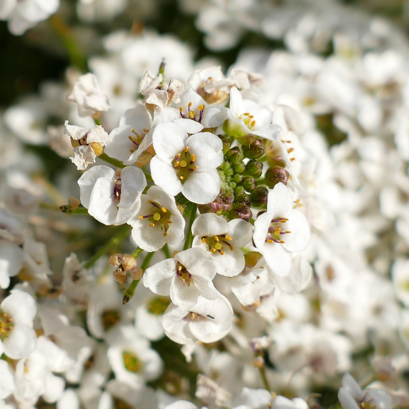 Изображение особи Lobularia maritima.