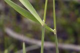 Calamagrostis sugawarae