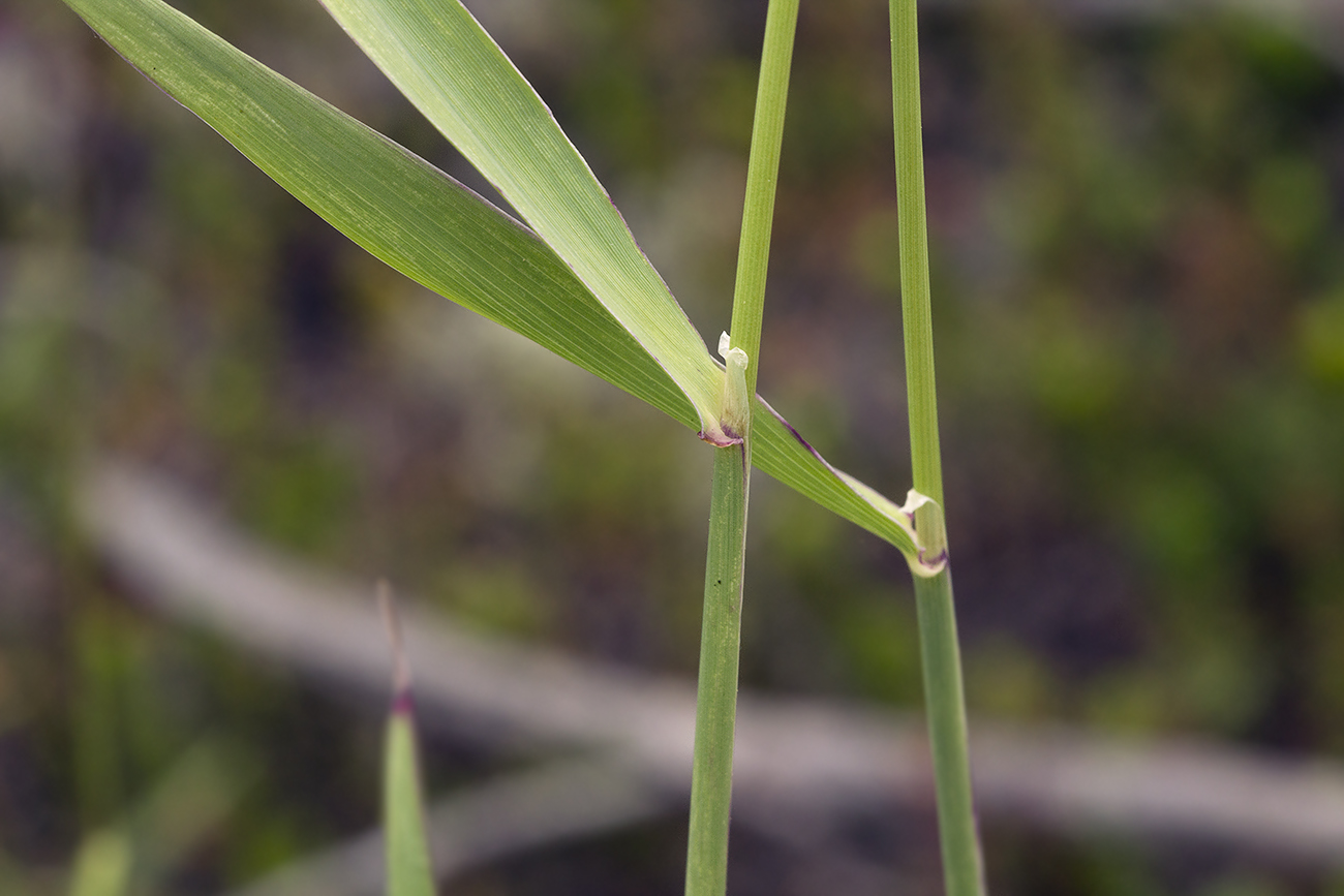 Image of Calamagrostis sugawarae specimen.