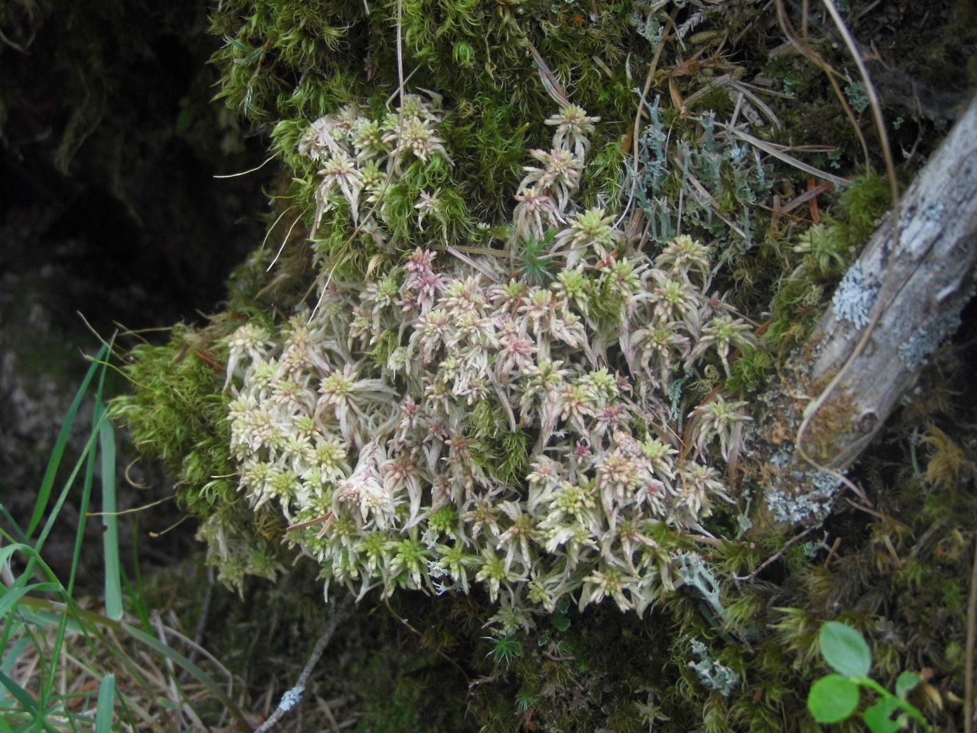 Изображение особи род Sphagnum.