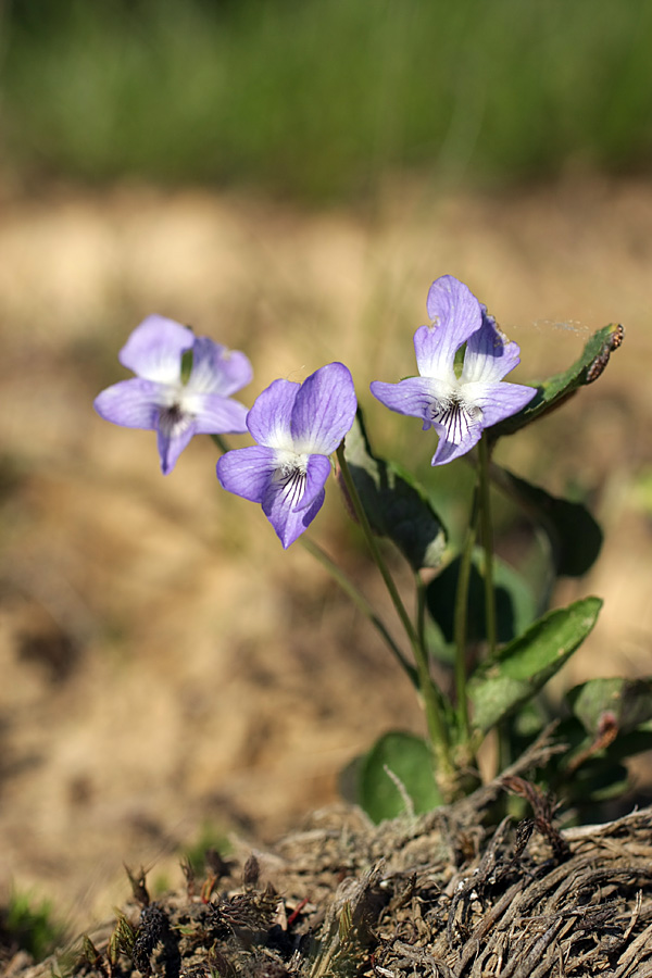 Изображение особи Viola canina.