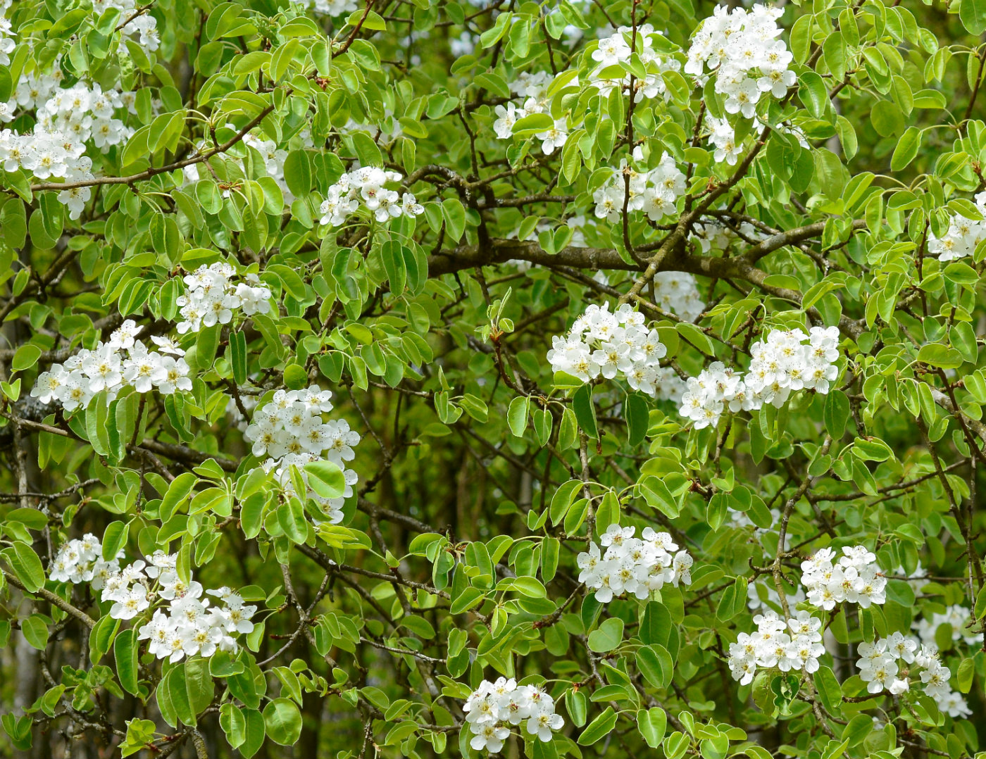 Image of genus Pyrus specimen.