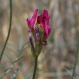Astragalus stevenianus