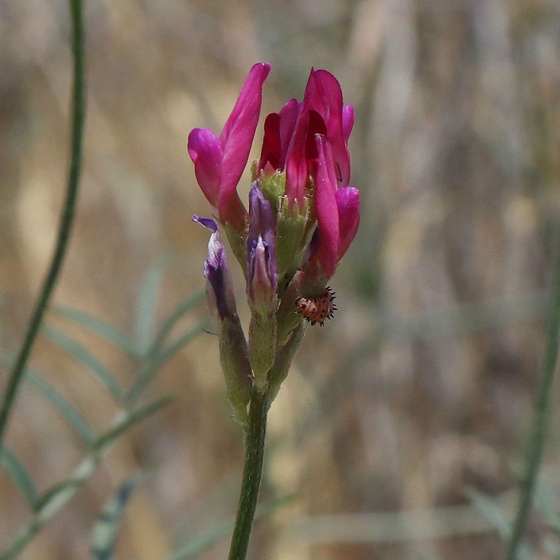 Изображение особи Astragalus stevenianus.