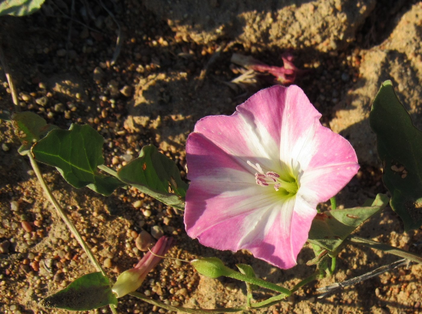 Image of Convolvulus arvensis specimen.