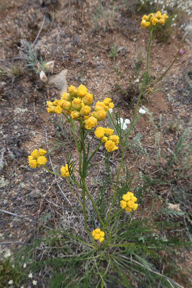 Изображение особи Filifolium sibiricum.