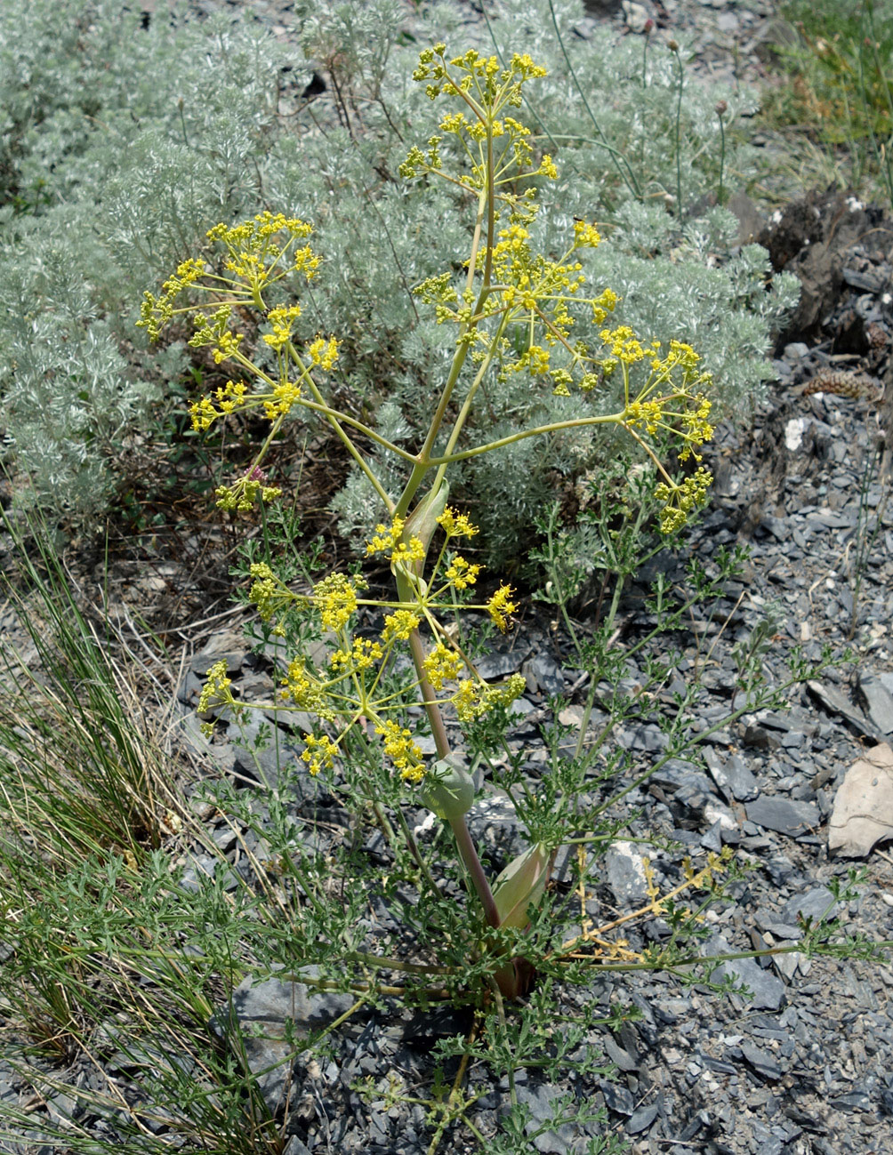 Изображение особи Ferula ovina.