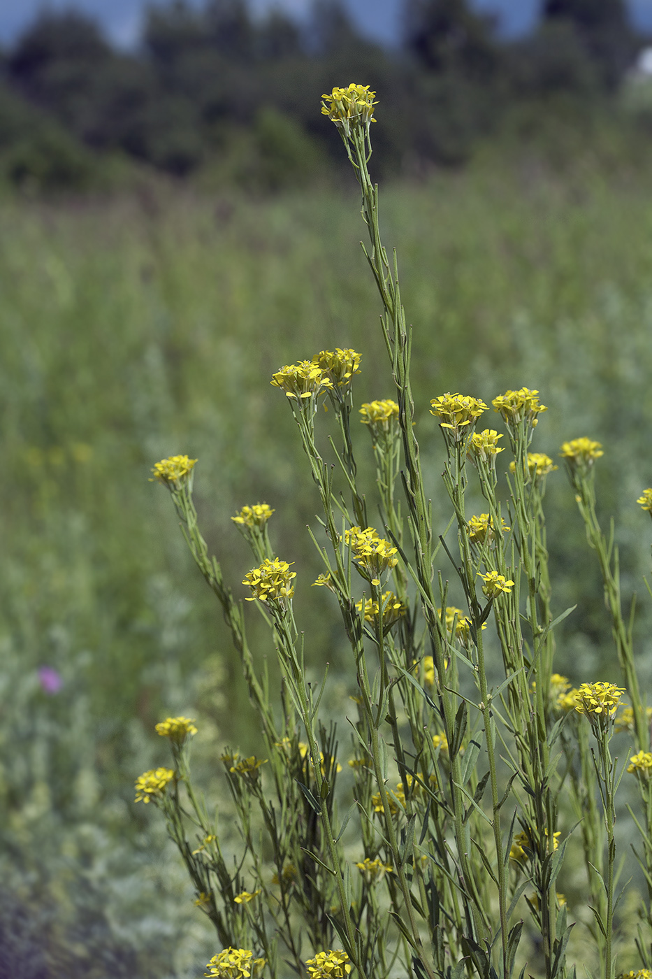 Image of Erysimum hieraciifolium specimen.