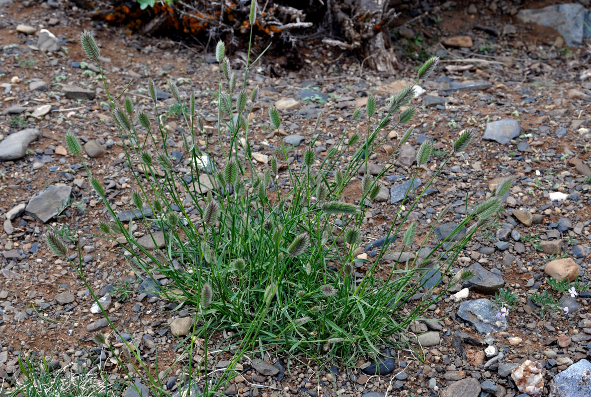 Изображение особи Agropyron kazachstanicum.