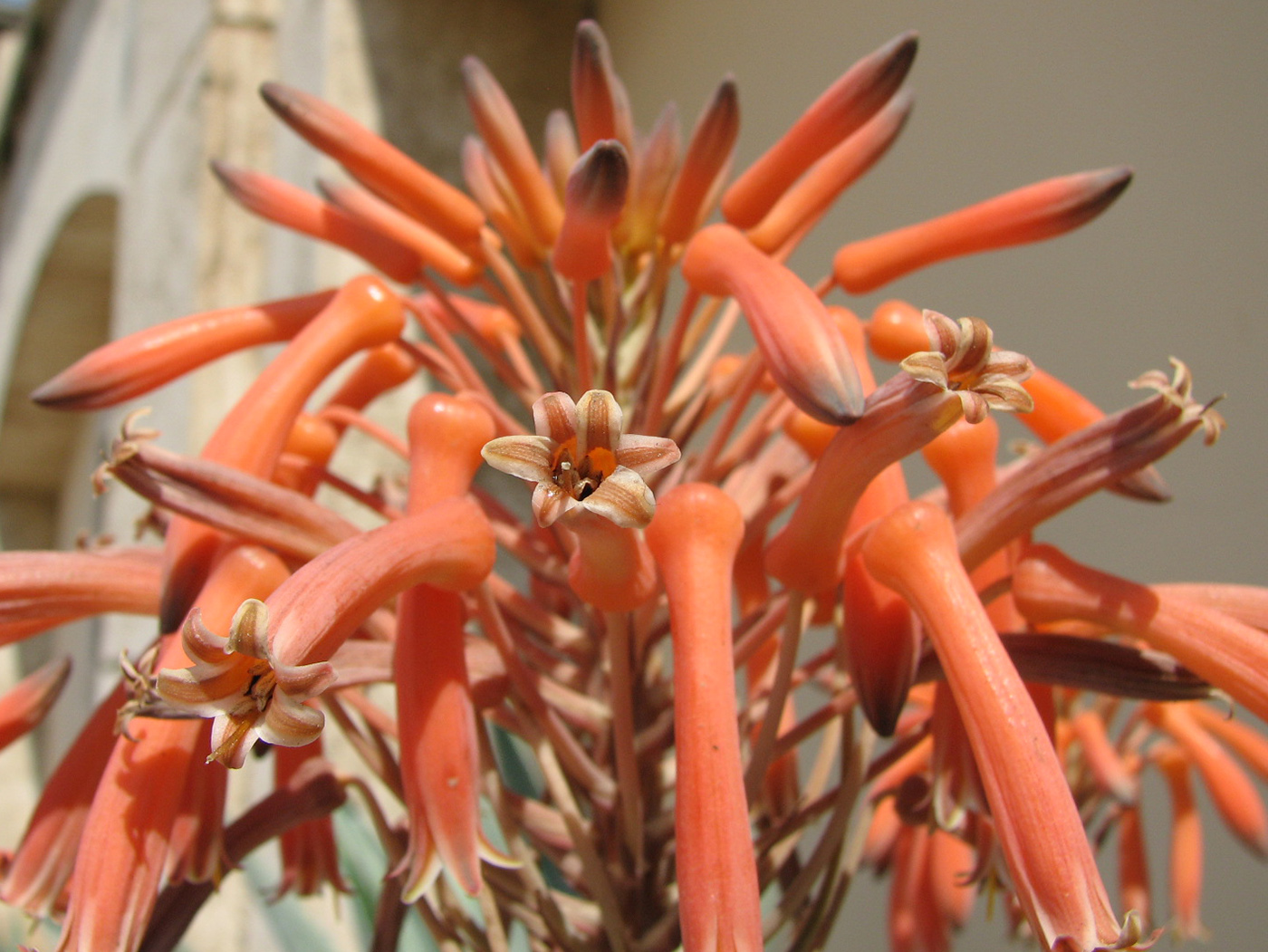 Изображение особи Aloe maculata.