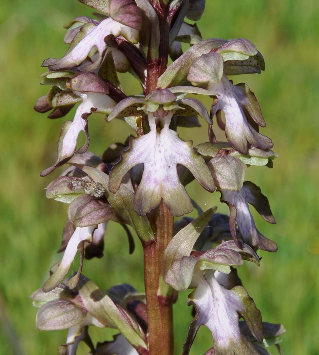 Image of Himantoglossum robertianum specimen.