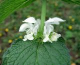 Lamium turkestanicum. Соцветие и часть листа. Кыргызстан, Чуйская обл., Аламединское ущелье, окр. сан. Теплый Ключ, правобережный склон. 29.05.2019.