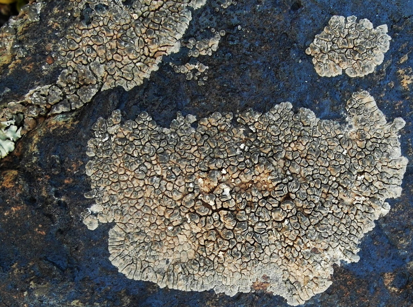 Image of Aspicilia maculata specimen.