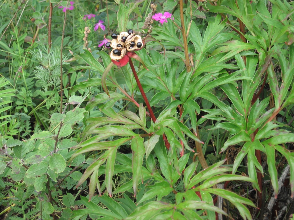 Image of Paeonia anomala specimen.