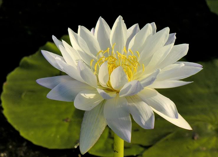 Изображение особи Nymphaea lotus.