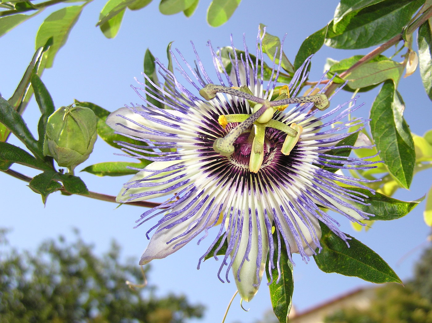 Изображение особи Passiflora caerulea.