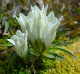 Gentiana algida
