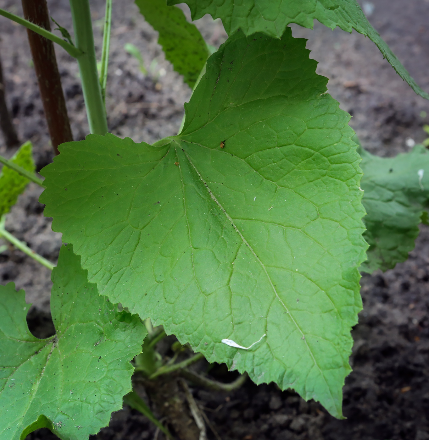 Image of Lunaria annua specimen.