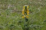 Phlomoides speciosa