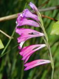 Gladiolus tenuis