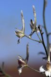 Delphinium camptocarpum. Часть соцветия. Пустыня Кызылкум. 02.05.2010.