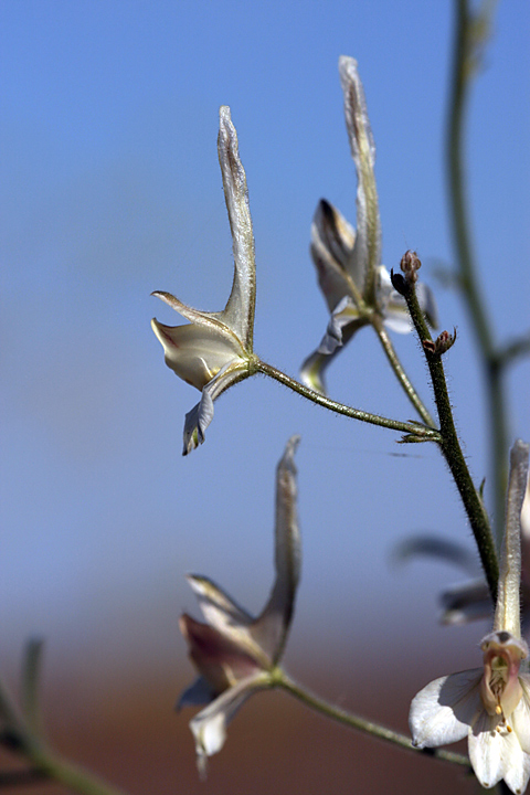 Image of Delphinium camptocarpum specimen.