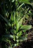 Dactylorhiza sajanensis