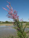 Tamarix ramosissima. Ветвь с соцветиями. Казахстан, вост. окраина г. Тараз, пойма р. Талас, остров, край тугая. 18 июня 2020 г.