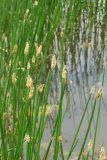 genus Eleocharis
