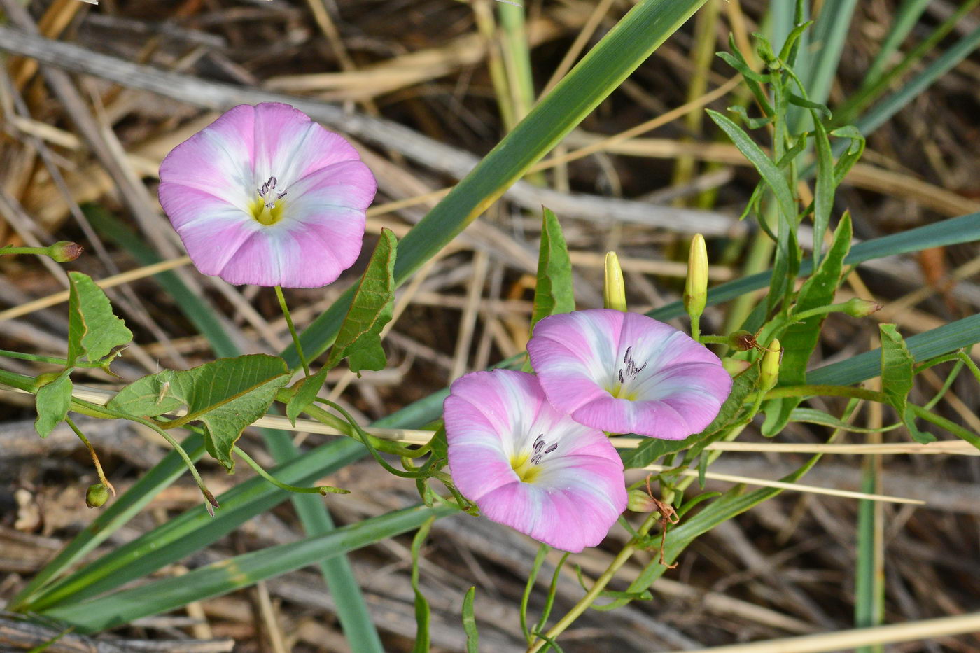 Изображение особи Convolvulus arvensis.