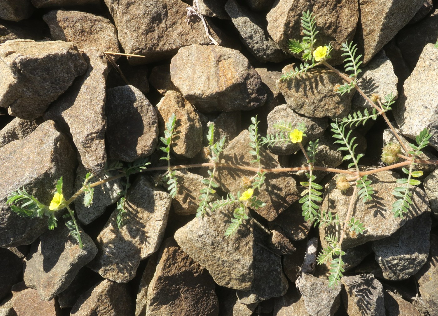 Image of Tribulus terrestris specimen.