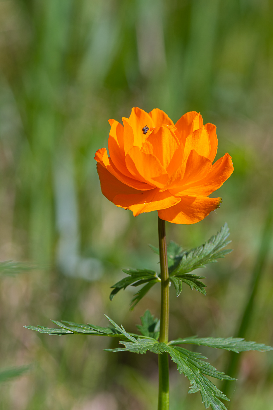 Image of Trollius asiaticus specimen.