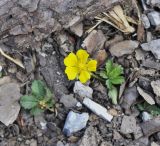 genus Potentilla