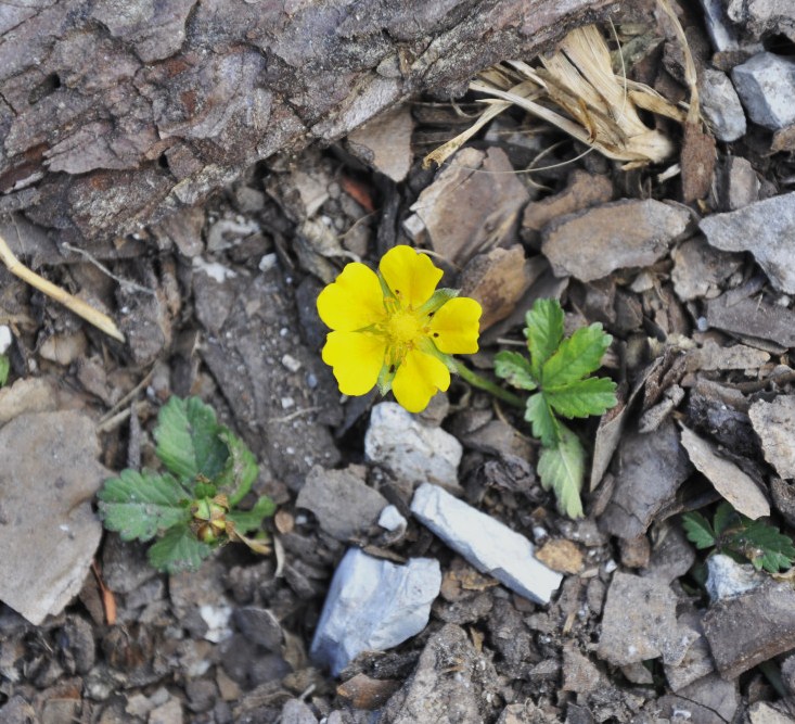 Image of genus Potentilla specimen.