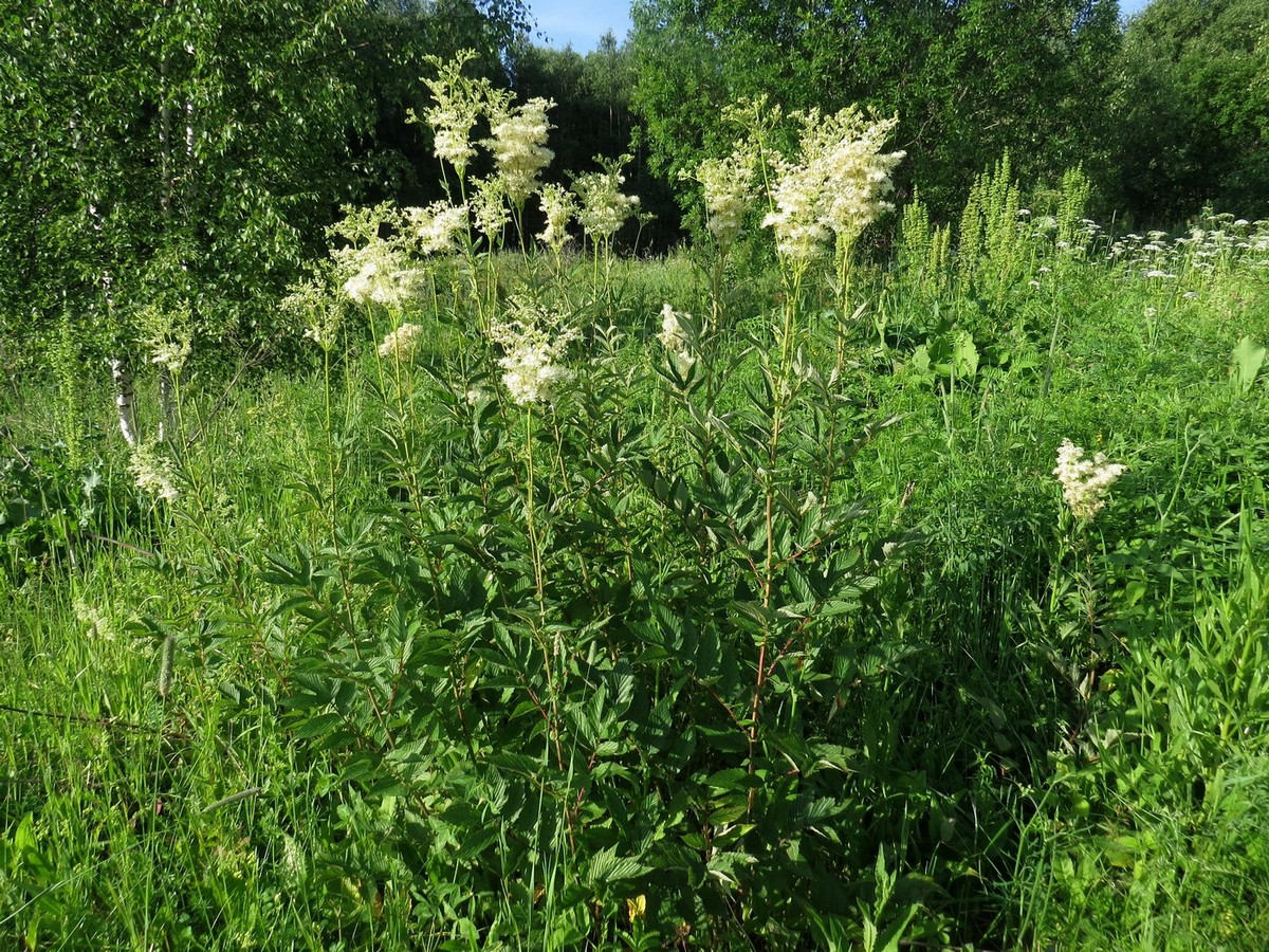 Image of Filipendula ulmaria specimen.