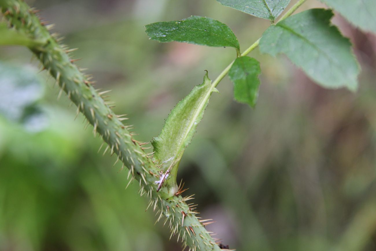 Image of genus Rosa specimen.