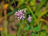 Origanum vulgare. Соцветия. Челябинская обл., Саткинский р-н, хребет Москаль, ≈ 800 м н.у.м., луг на опушке смешанного леса. 21.07.2020.