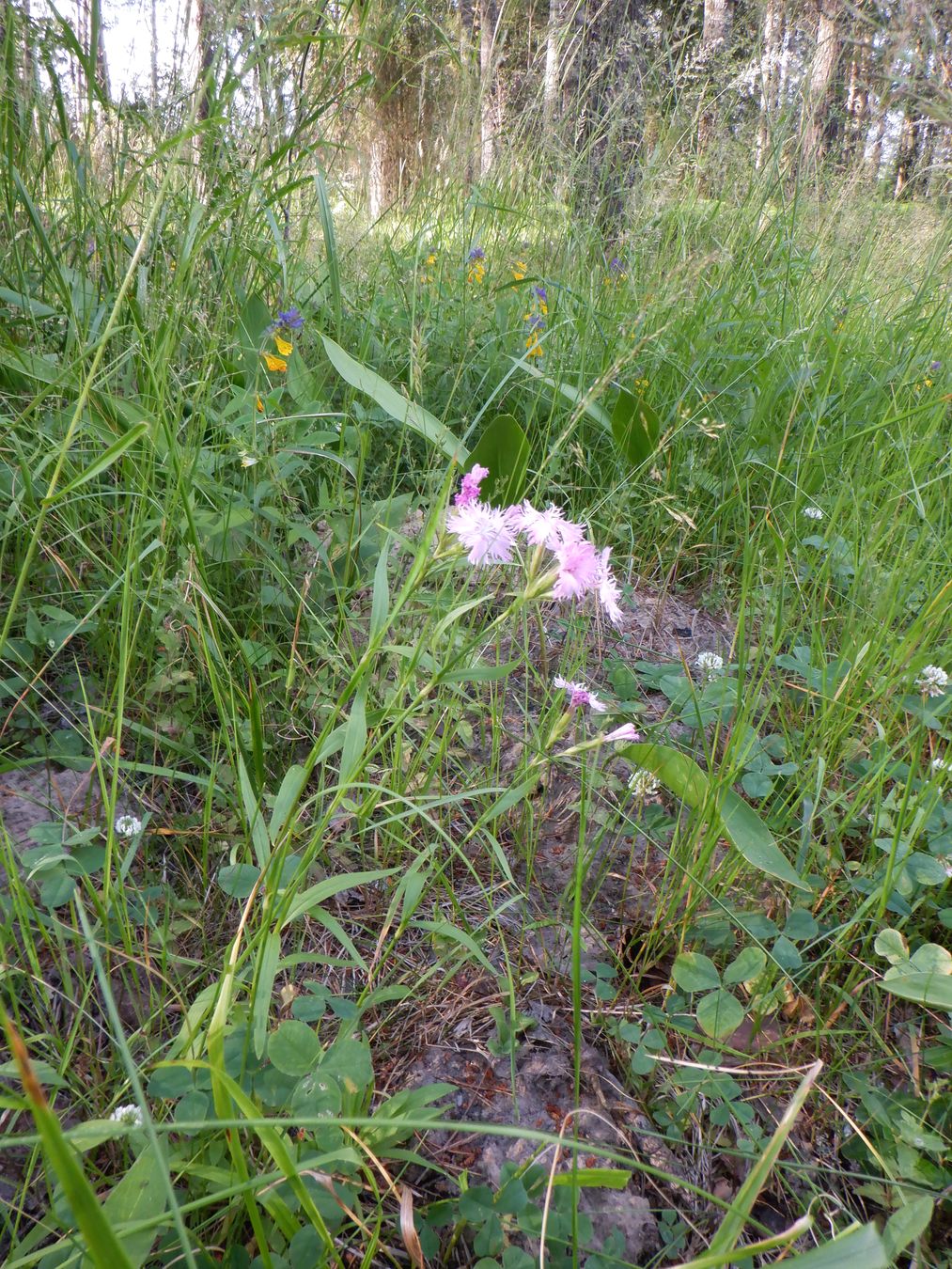 Image of Dianthus &times; courtoisii specimen.