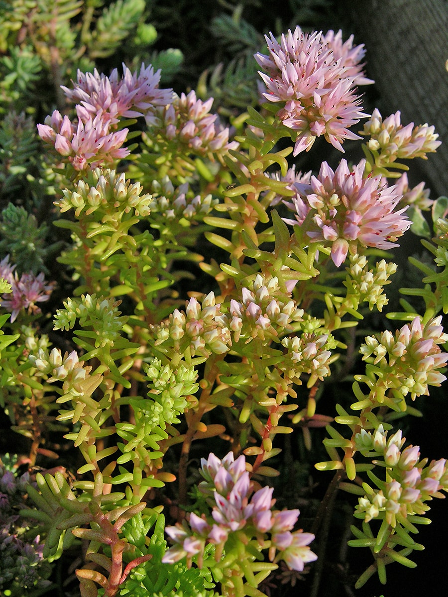 Image of Sedum pulchellum specimen.