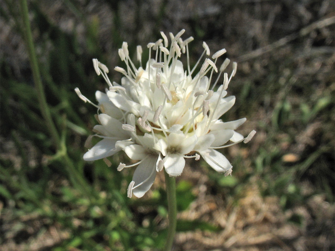 Image of Cephalaria leucantha specimen.